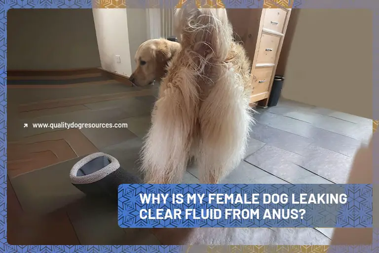 femaledogleakingfluidanus