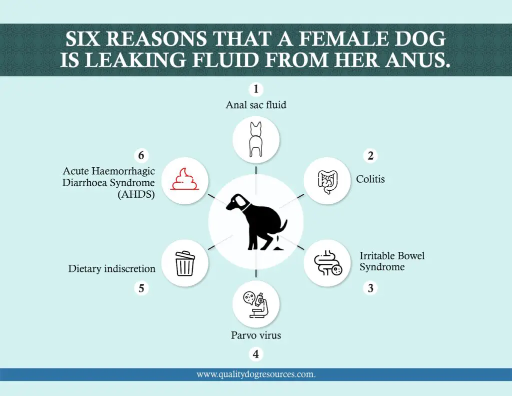 reasons female dog fluid anus